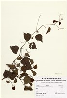 藏品(山葡萄)的圖片